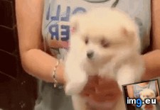 Tags: legs, tiny (GIF in My r/AWW favs)