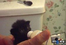 Tags: ears, tiny (GIF in My r/AWW favs)