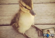 Tags: duck, human, sitting, tiny (Pict. in My r/AWW favs)