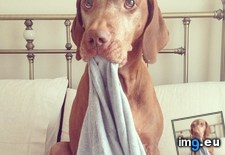Tags: eyes (Pict. in My r/AWW favs)