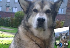 Tags: image (Pict. in My r/AWW favs)