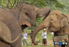 Tags: arrival, blind, circus, elephant, greeted, lucky, rescued, sanctuary (GIF in My r/AWW favs)