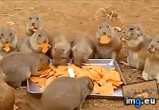 Tags: lunch, time, yum (GIF in My r/AWW favs)