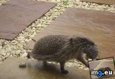 Tags: baby, hedgehog, mama, moving (Pict. in My r/AWW favs)