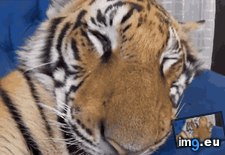 Tags: bit, dream, hardcore, tiger, wakes (GIF in My r/AWW favs)