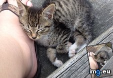 Tags: asleep, bowl, fell, foot, meet, milk, porch, promptly, stray (Pict. in My r/AWW favs)