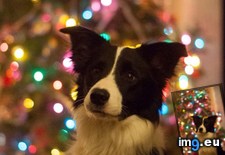 Tags: christmas, merry (Pict. in My r/AWW favs)