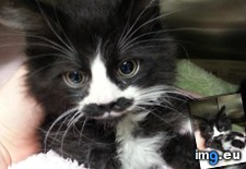Tags: met, mustachio, perfect, work (Pict. in My r/AWW favs)