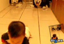Tags: baby, mocking (GIF in My r/AWW favs)