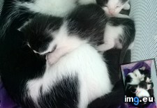 Tags: babies, cat, momma, sleeping (Pict. in My r/AWW favs)