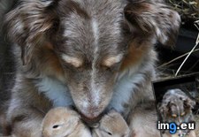 Tags: love, moms (Pict. in My r/AWW favs)