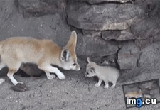 Tags: baby, cleaning, fennec, fox, mother (GIF in My r/AWW favs)