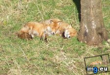 Tags: ago, fox, girlfriend, moved, one, year (Pict. in My r/AWW favs)