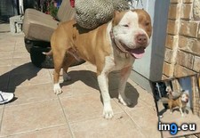 Tags: bull, friend, old, pit, year (Pict. in My r/AWW favs)