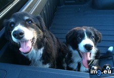 Tags: collies, old, week, year (Pict. in My r/AWW favs)