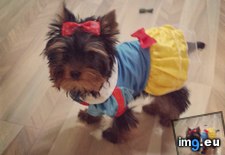 Tags: for, halloween, old, snow, week, white, yorkie (Pict. in My r/AWW favs)