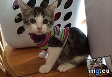 Tags: daughter, insisted, kitten, needed, old, shirt (Pict. in My r/AWW favs)