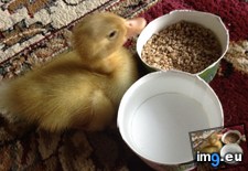 Tags: baby, duck, excited, popularity, stanley (Pict. in My r/AWW favs)