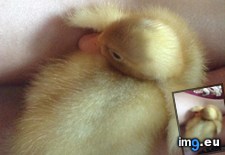 Tags: baby, duck, excited, popularity, stanley (Pict. in My r/AWW favs)