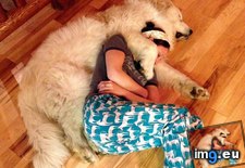 Tags: bears, boyfriend, but, crush, cuddle, dogs, great, nice, pyrenees, rescues, sat, she (Pict. in My r/AWW favs)