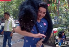 Tags: binturong, brother (Pict. in My r/AWW favs)