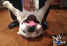 Tags: belly, buddy, bulldog, loves, scratches, wendell (Pict. in My r/AWW favs)