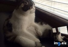 Tags: butt, cat, sits (Pict. in My r/AWW favs)
