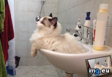 Tags: aria, cat, sink, understand (Pict. in My r/AWW favs)