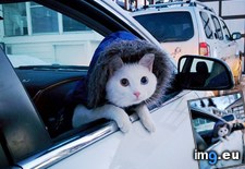 Tags: anxious, car, cat, daily, rides (Pict. in My r/AWW favs)