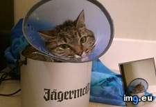 Tags: cat, cone, favorite, hard, spot, upset, wear (Pict. in My r/AWW favs)