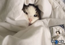Tags: bed, cat, covers, jerry, likes, morning, roll, stuck (Pict. in My r/AWW favs)