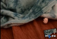 Tags: blankets, cat, loves, play (GIF in My r/AWW favs)