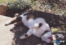 Tags: cat, exact, position, spends, summer (Pict. in My r/AWW favs)