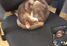 Tags: cat, sleeps, sushi (Pict. in My r/AWW favs)