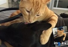 Tags: cat, delicious, dog, thinks (Pict. in My r/AWW favs)