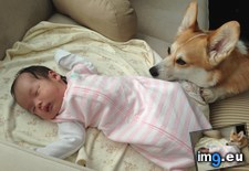 Tags: ago, bff, born, but, corgi, daughter, how, new, react, treating, was, weeks, worried (Pict. in My r/AWW favs)