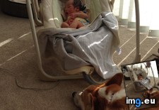Tags: ago, bff, born, but, corgi, daughter, how, new, react, treating, was, weeks, worried (Pict. in My r/AWW favs)