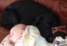 Tags: baby, dog, human, loves, mike (Pict. in My r/AWW favs)
