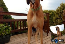 Tags: aviators, dog, rockin (Pict. in My r/AWW favs)