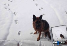 Tags: dog, instant, nope, snow, time (Pict. in My r/AWW favs)