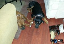 Tags: are, dogs, holding, inseparable, paws, sleep (Pict. in My r/AWW favs)