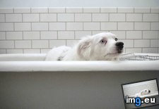 Tags: bath, but, dogs, face (Pict. in My r/AWW favs)