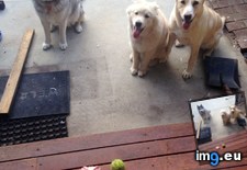 Tags: ball, dogs, eating, flower, hibiscus, snack, tennis, trade, was (Pict. in My r/AWW favs)