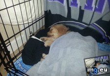 Tags: favorite (Pict. in My r/AWW favs)