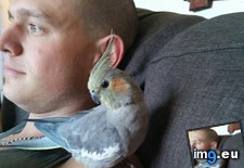 Tags: bird, cute, fiancee, how, our, see, she, wanted, was (Pict. in My r/AWW favs)