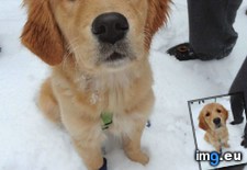 Tags: booties, eyes, golden, lost, month, old, one, our, snow, walk (Pict. in My r/AWW favs)
