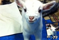 Tags: appreciated, brought, cold, friend, goats, guy, spell (Pict. in My r/AWW favs)