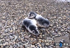 Tags: beach, cuddling, friend, guys, maine, pebble (Pict. in My r/AWW favs)