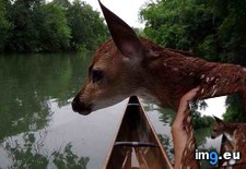 Tags: canoe, did, fawn, friend, happen, kayak, may, rescue (Pict. in My r/AWW favs)