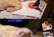 Tags: butterfly, cat, friend (Pict. in My r/AWW favs)